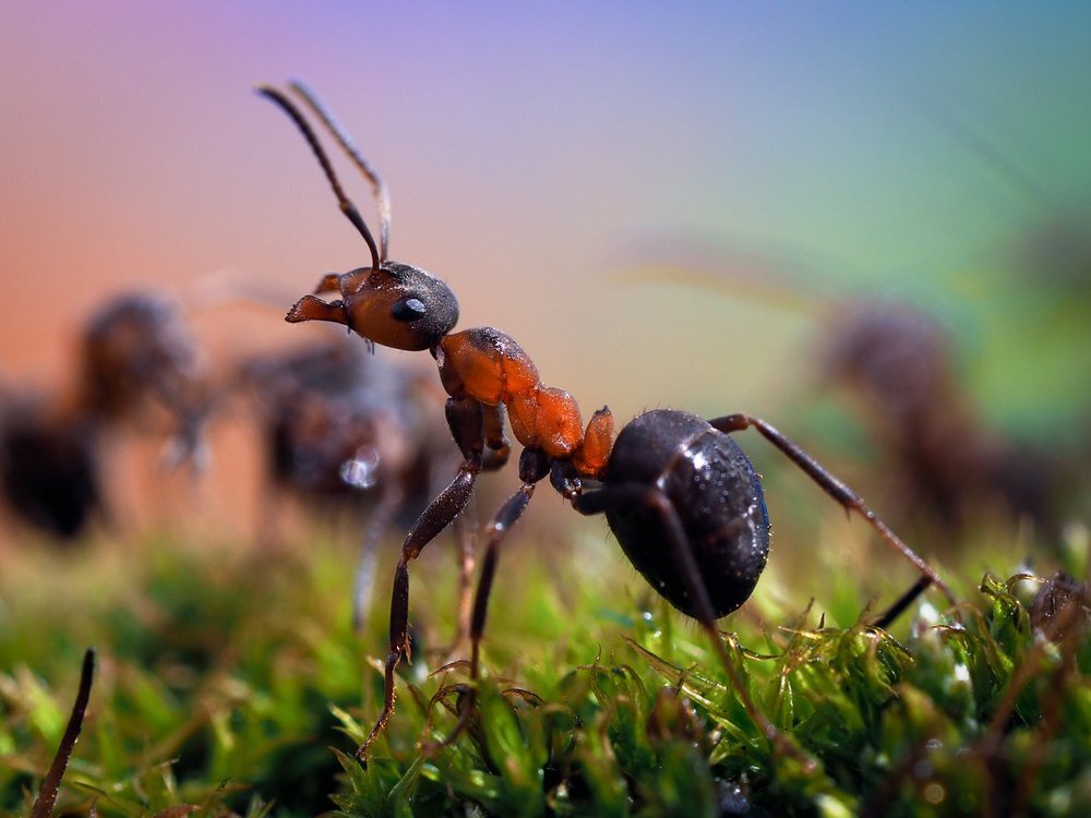 Когда мы обсуждали с вами методы борьбы со слизнями, вы очень просили написать про методы борьбы с муравьями и особенно просили безопасные методы. Поговорим о всевозможных.-2