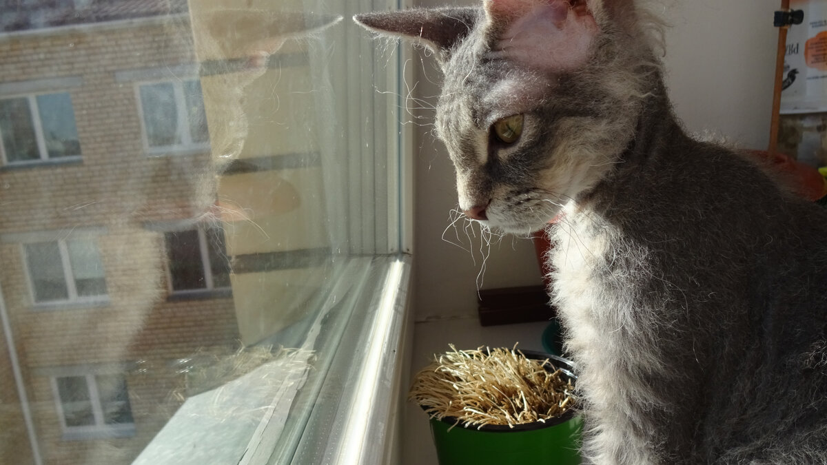 Масксик смотрит на двор. Лопоухий Макскс