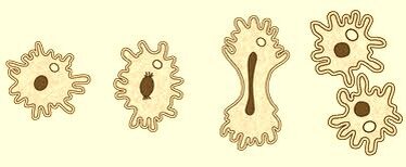 Размножение