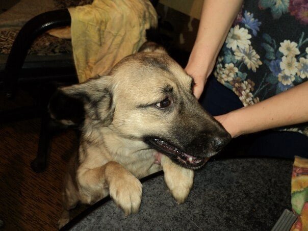 Дружок.Фото Вали.опубликовано с ее согласия