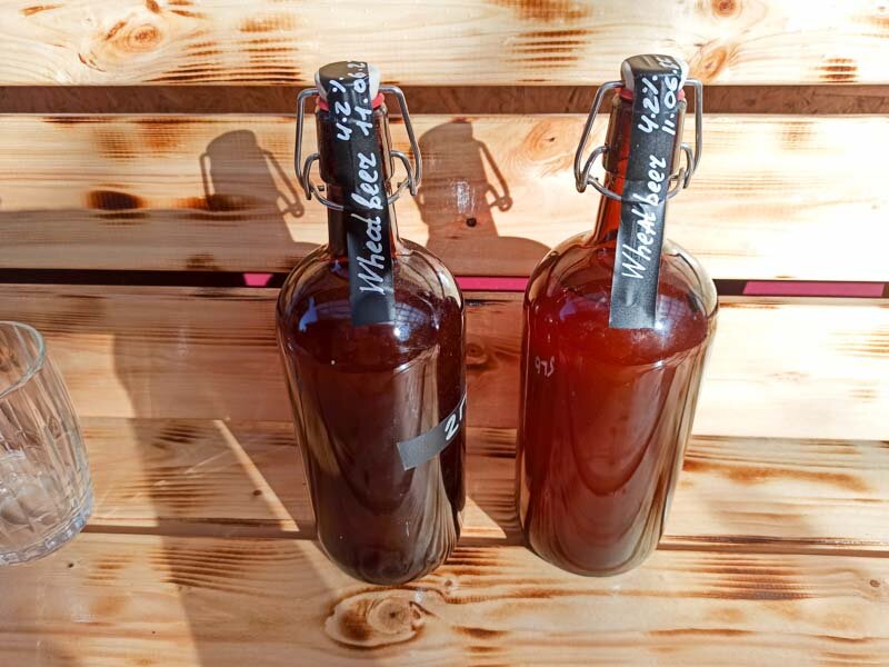 2 образца пшеничного пива с разными пропорциями дубовой щепы. Фото автора.