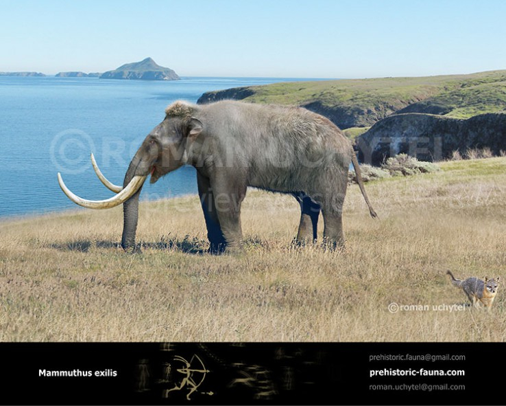 Мамонты, только ли шерстистые?