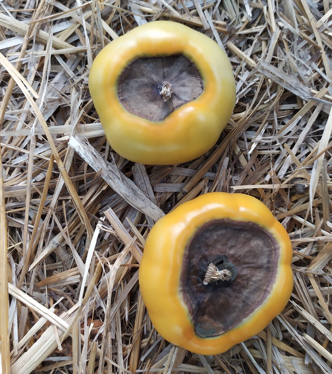 гнилые помидоры во сне