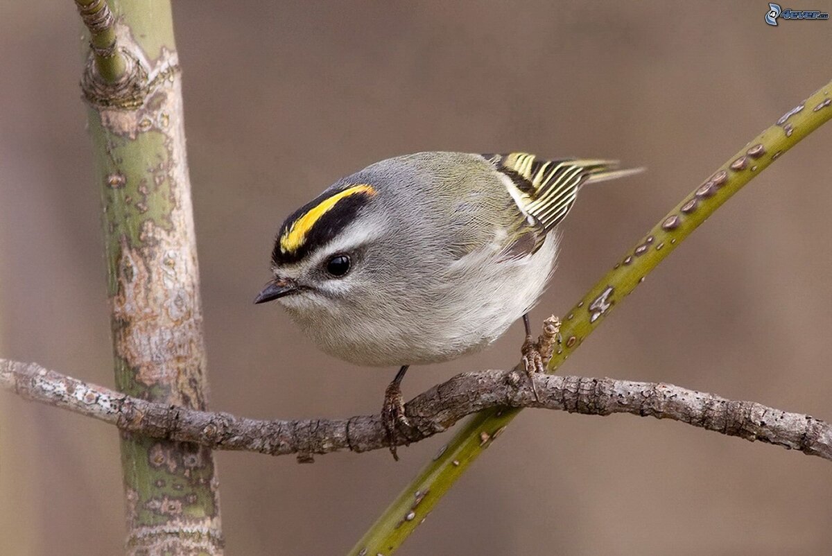 Чалыкушу - это название птички, называемой в России "королек" или "крапивник.