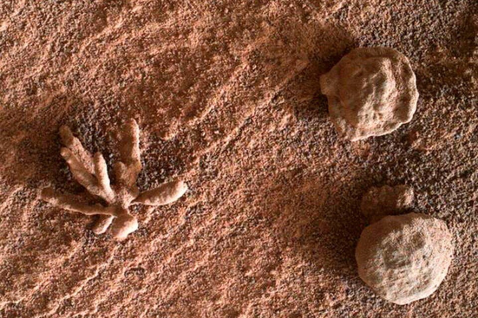     Цветок на Марсе.  NASA