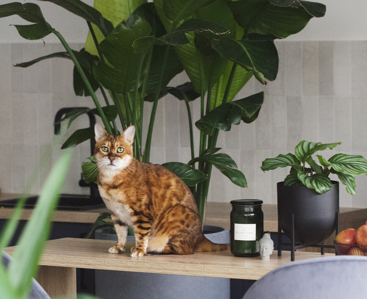 Котя в домашних джунглях