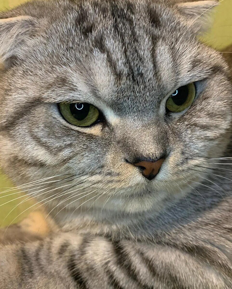 Даже мои котики оценили этот рецепт!