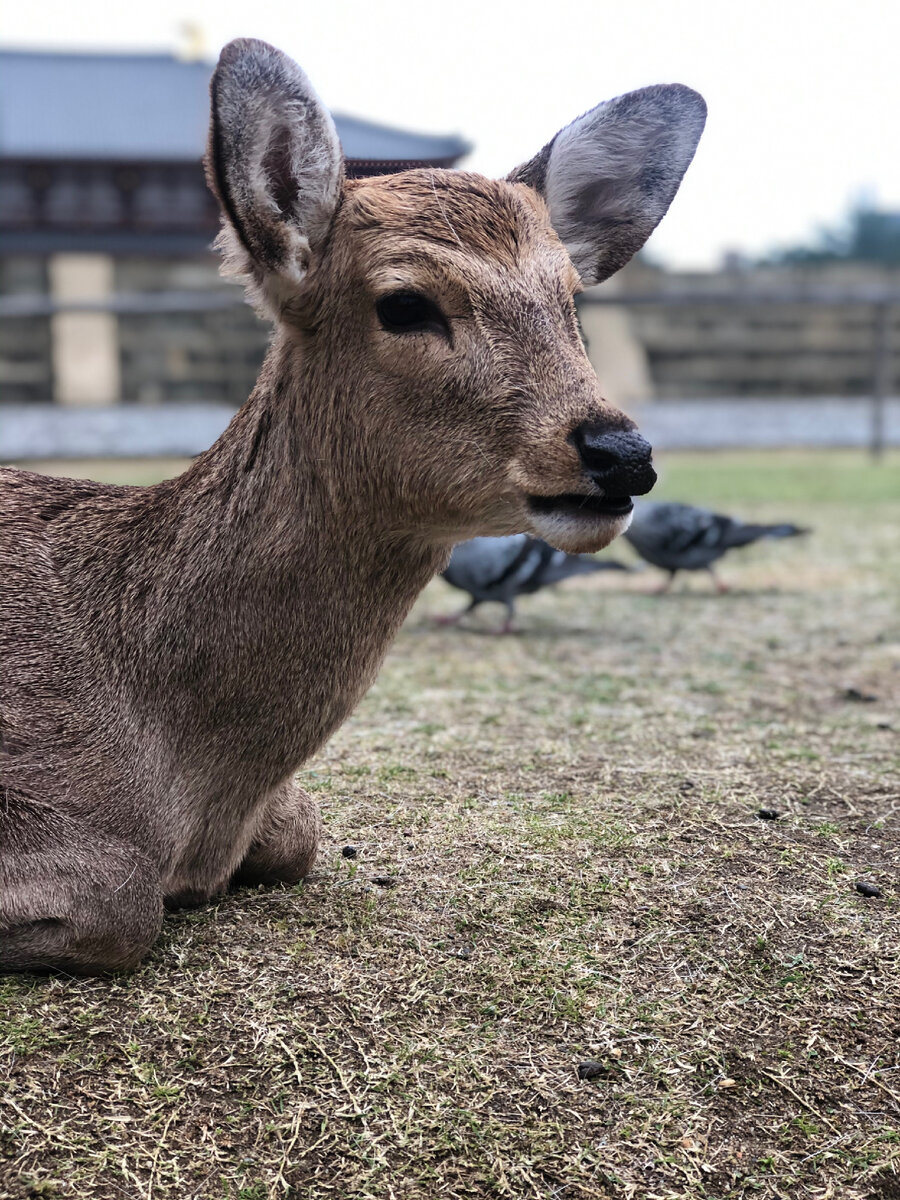 Нарский олень.