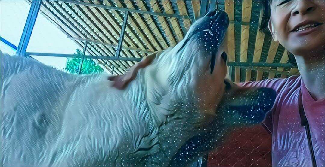 Ласковые Дедули, Танины Дедули 