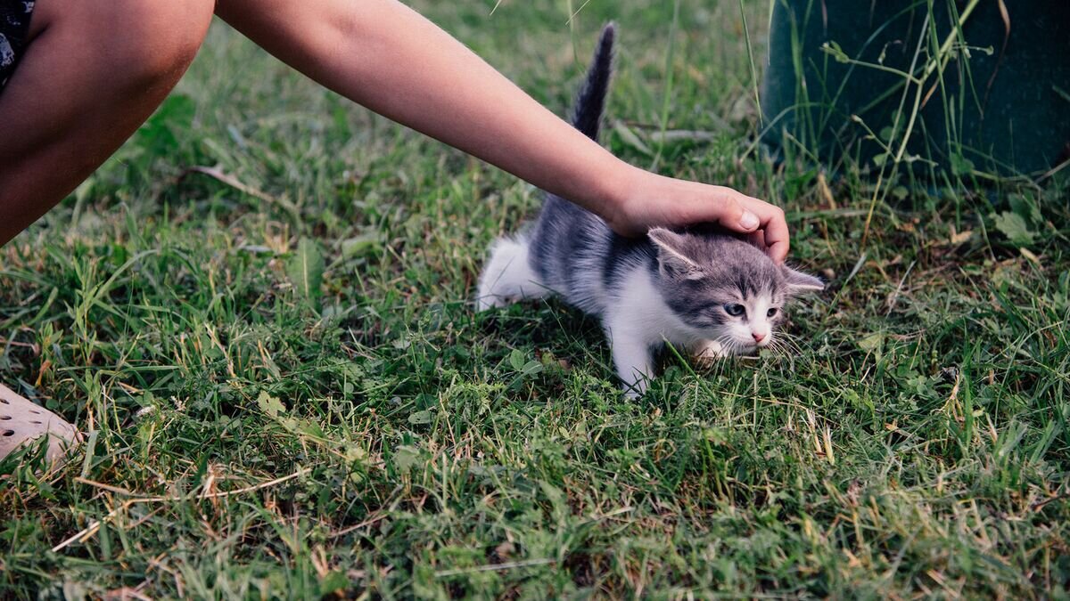    Ребёнок гладит котенка© Fotolia / vasilisa_k