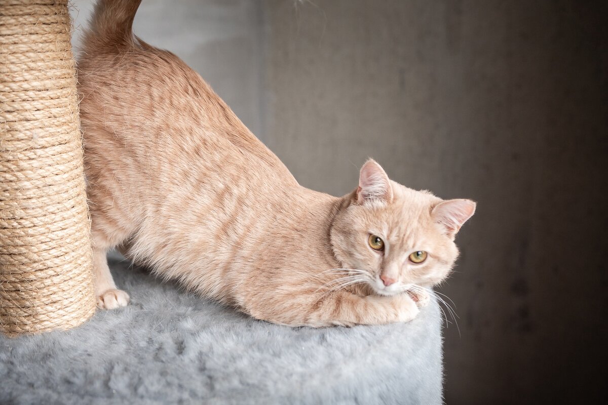 Тайлер знает толк в когтеточках и тоже ищет дом.