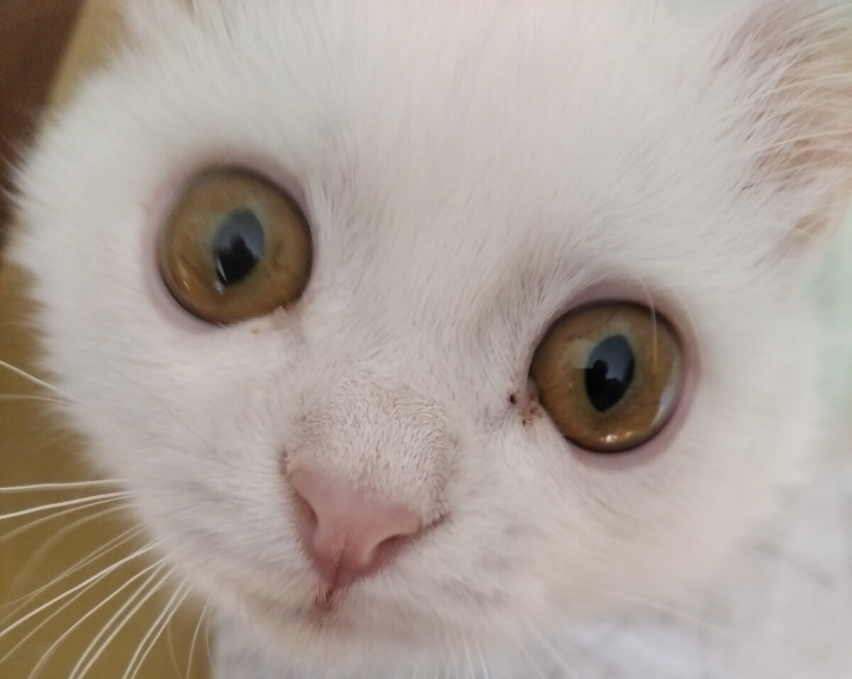 Какой же у него глупенький взгляд. Как у птенца в гнезде