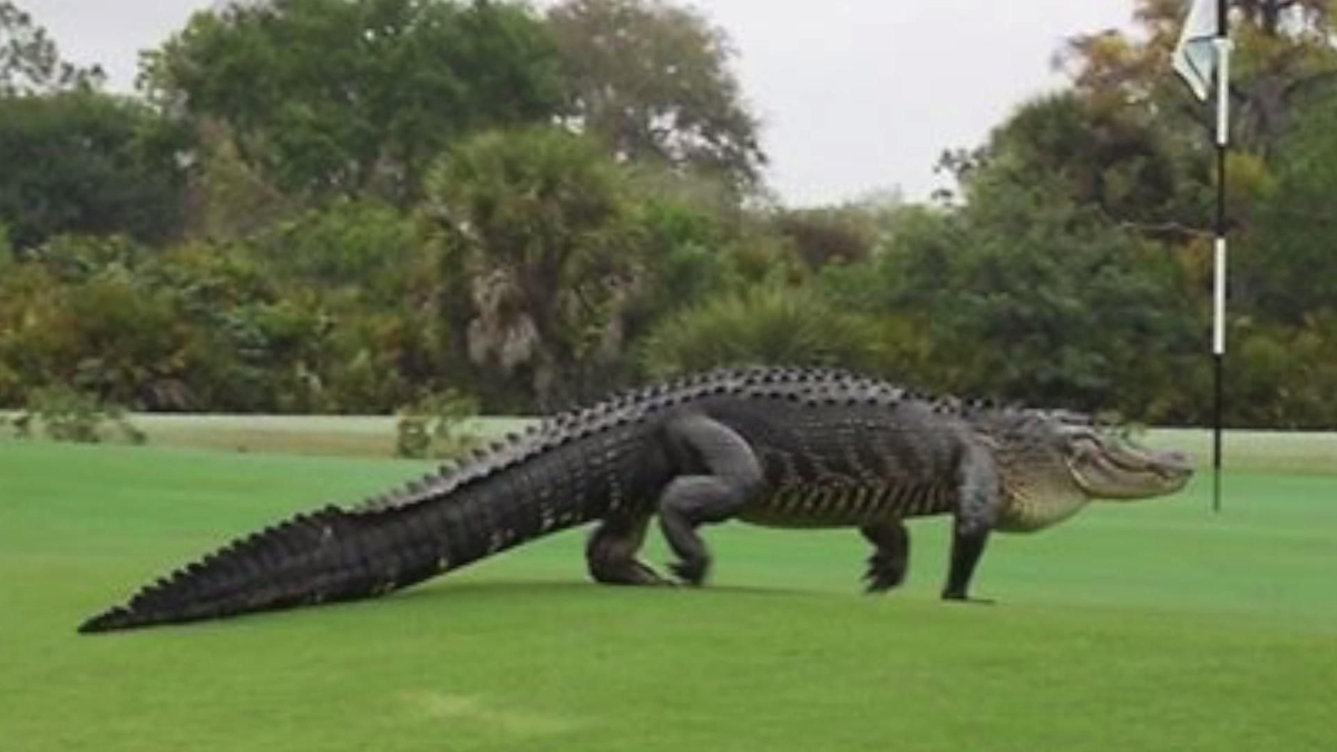 Самые большие крокодилы в мире: от 112-летнего Кассиуса до неуловимого  Гюстава | Малдер расскажет | Дзен
