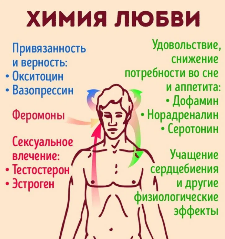 Гормоны отвечающие за либидо у женщин. Гормон влюбленности. Гормон любви и гормон влюбленности. Химия любви. Химия при влюбленности.