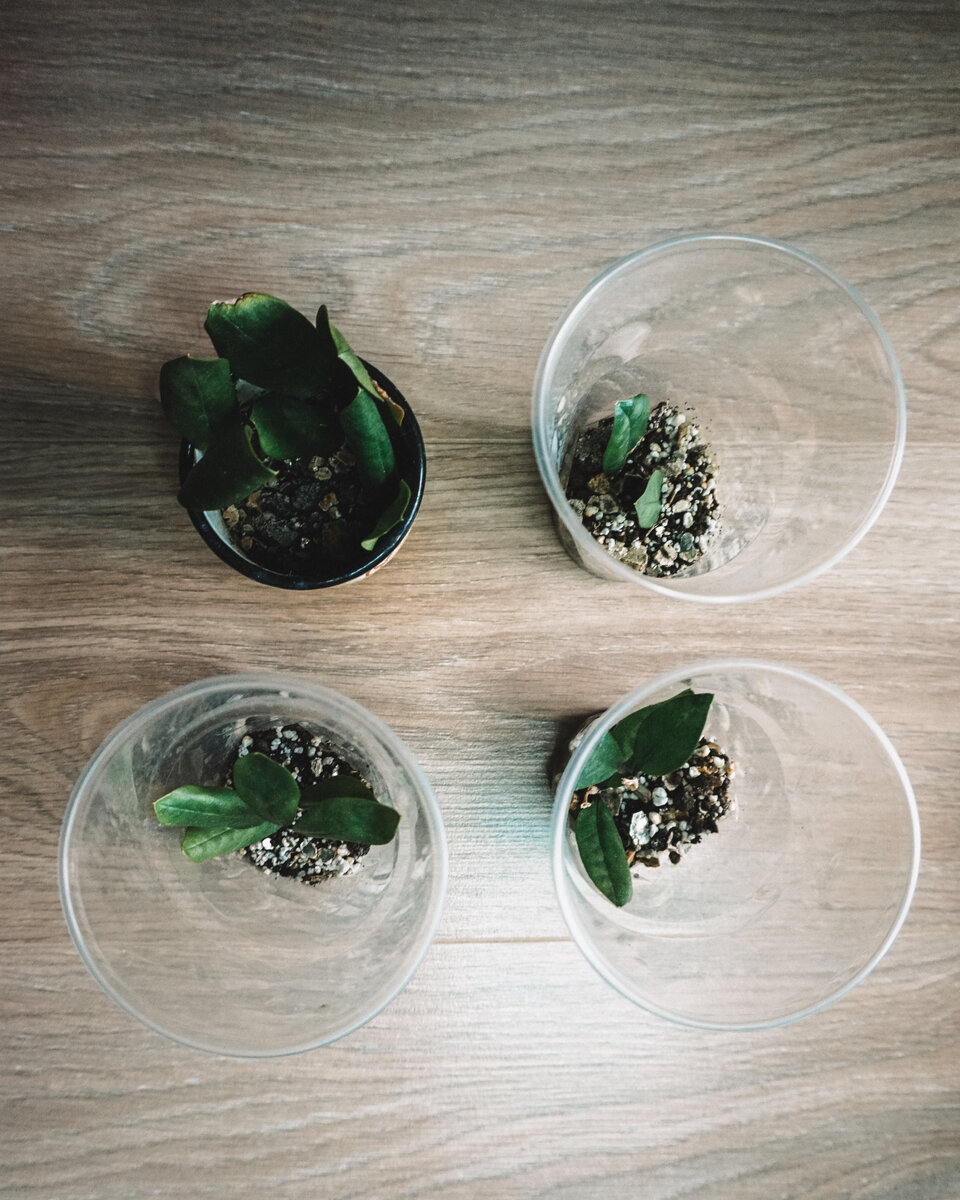 А с виду и не скажешь что они там растут))) Из всех частей не прижился лишь один черенок