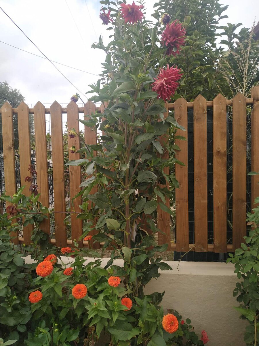 Последние цветочки... Осень,!