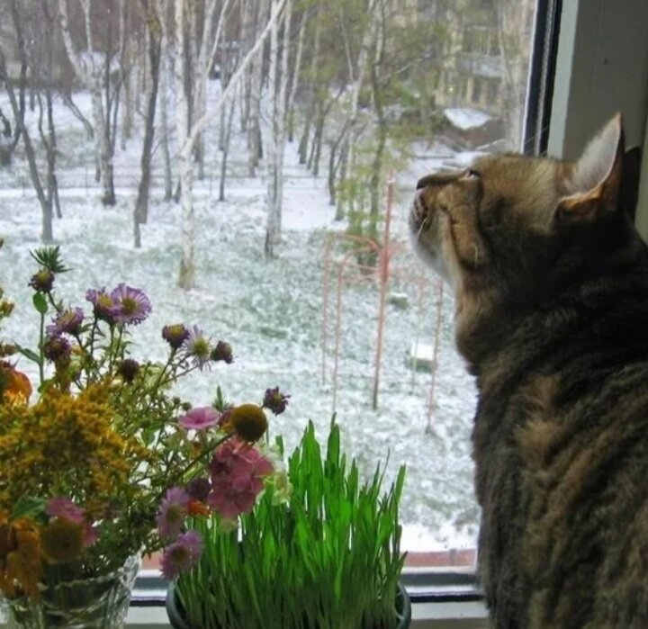 Источник Яндекс. Картинки