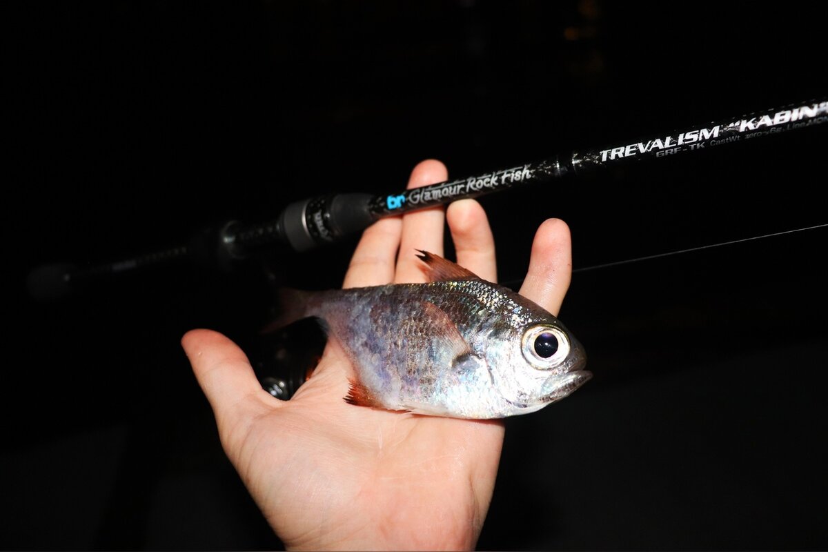 Несмотря на столь стесненные условия, кое-что я все-таки поймал. Поклевок было просто безумное количество, но реализовать их было очень трудно. Что я только не делал: пробовал подсекать сразу после поклевки, пробовал давать зажевать приманку поглубже, ставил более мелкие крючки и приманки, итог всегда был один - нереализованные поклевки и обкусанная со всех сторон резина.