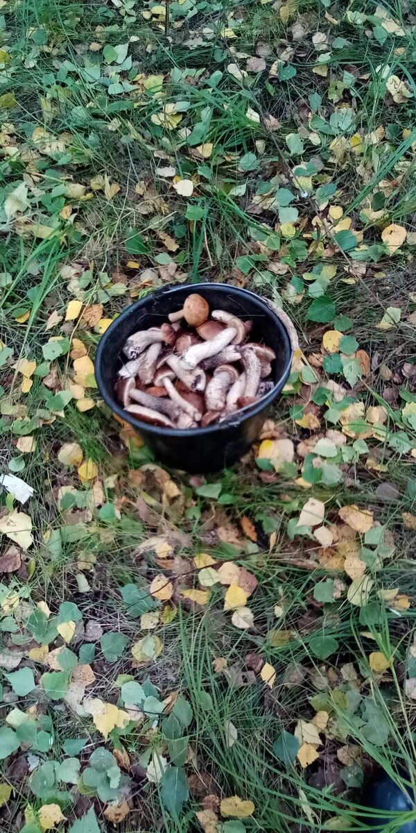 Брату удалось набрать боровиков у Костромского моря. Фото Максима С.