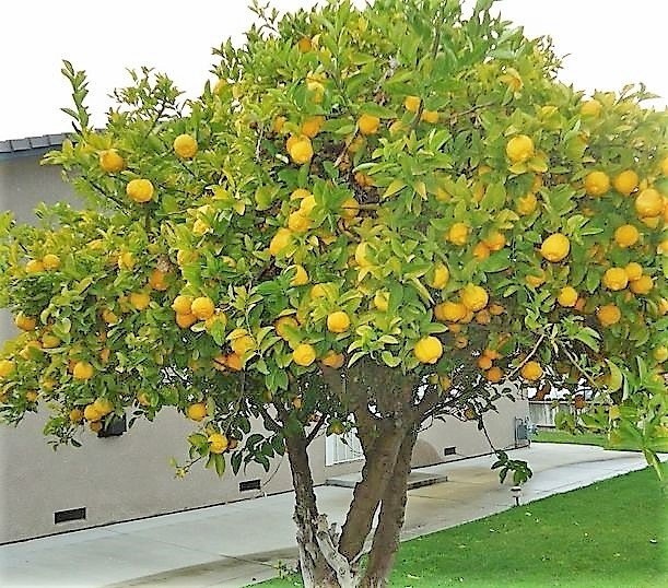 Дерево лимона у дома. Кипр.