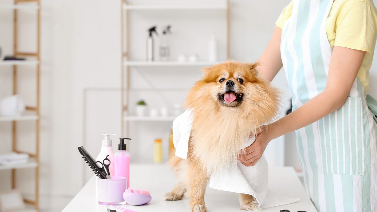 Какая частота мытья собаки оптимальна?