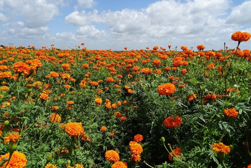 Фото: pixabay.com