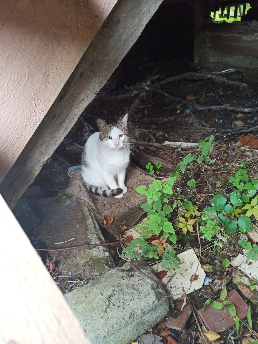 Конфуций ждёт еду.