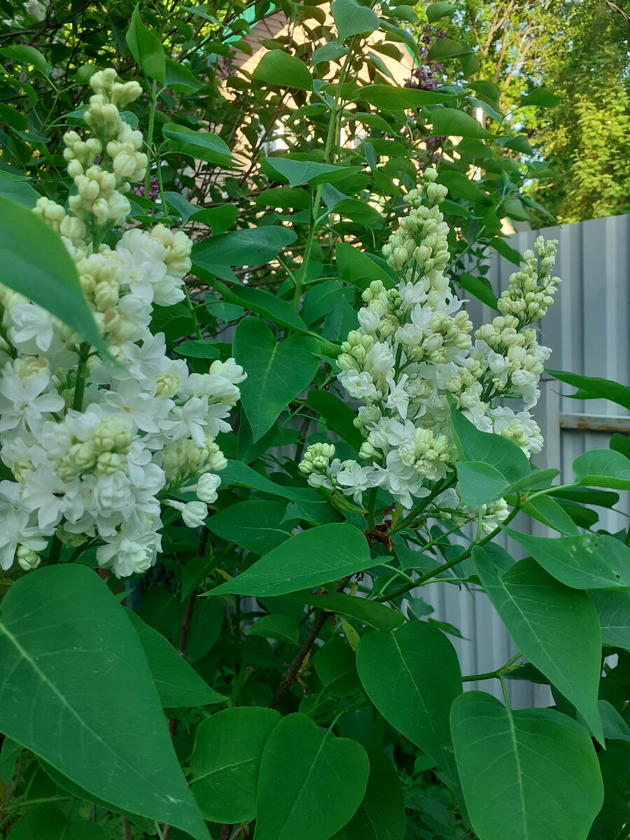 Сирень Защитникам Бреста