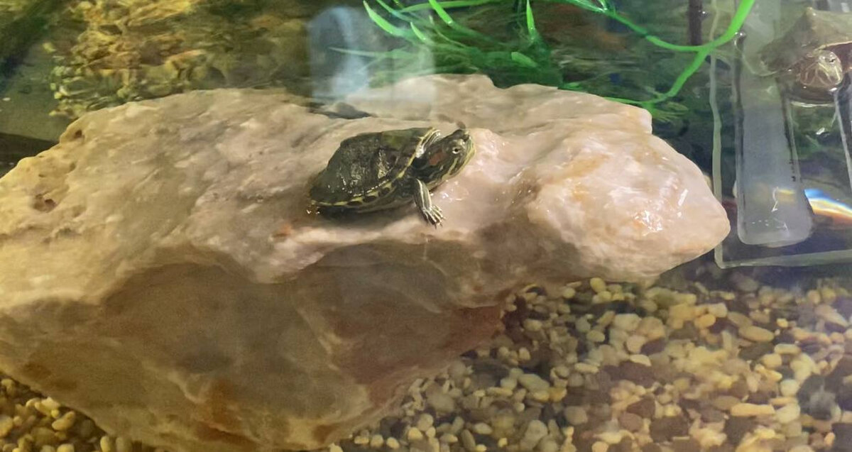   
 Фото: пресс-служба Северо-Западного межрегионального управления Росприроднадзора