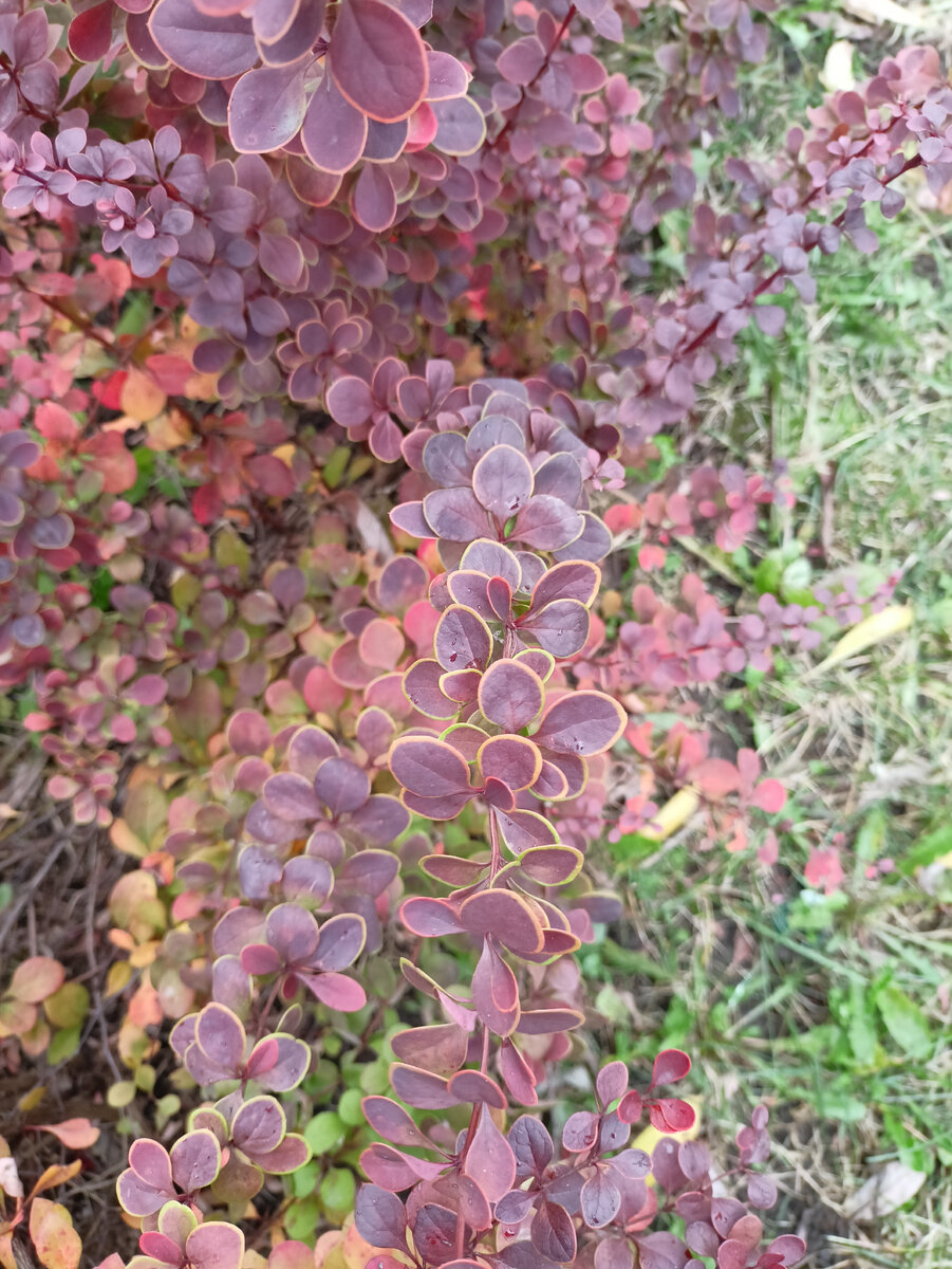 Голден ринг.