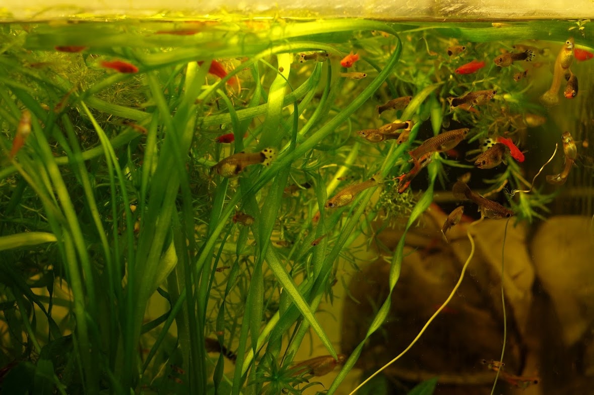 Кусочек аквариума с живородящими гуппи и меченосцами