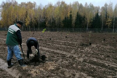   Маточная плантация перспективных сортов фундука © Министерство имущественных отношений Московской области