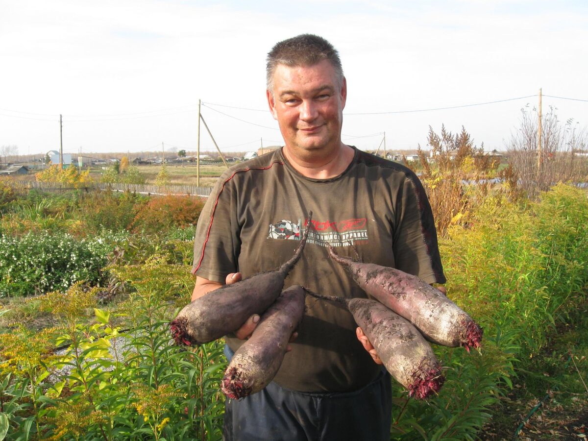 Свекла "Цилиндра"