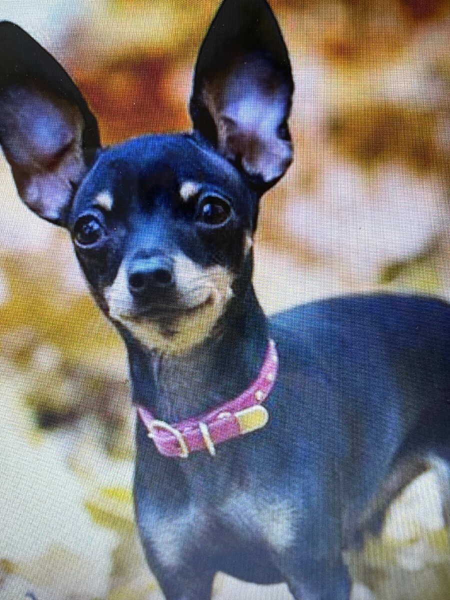 Пражский крысарик