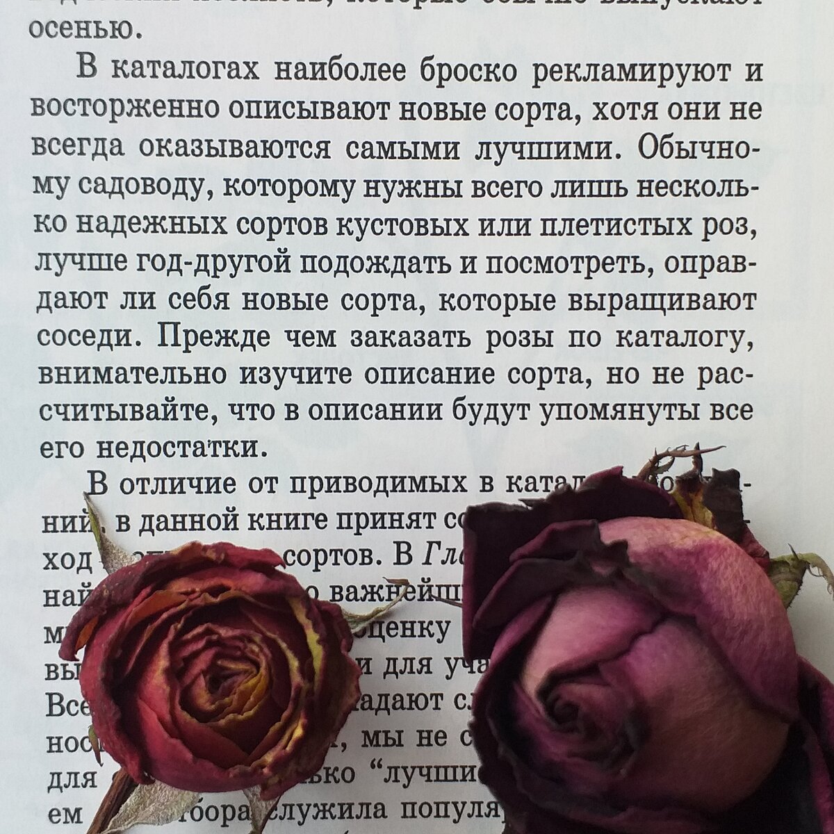 Розы – Д.Г. Хессайон: полный гид по видам, выращиванию и уходу