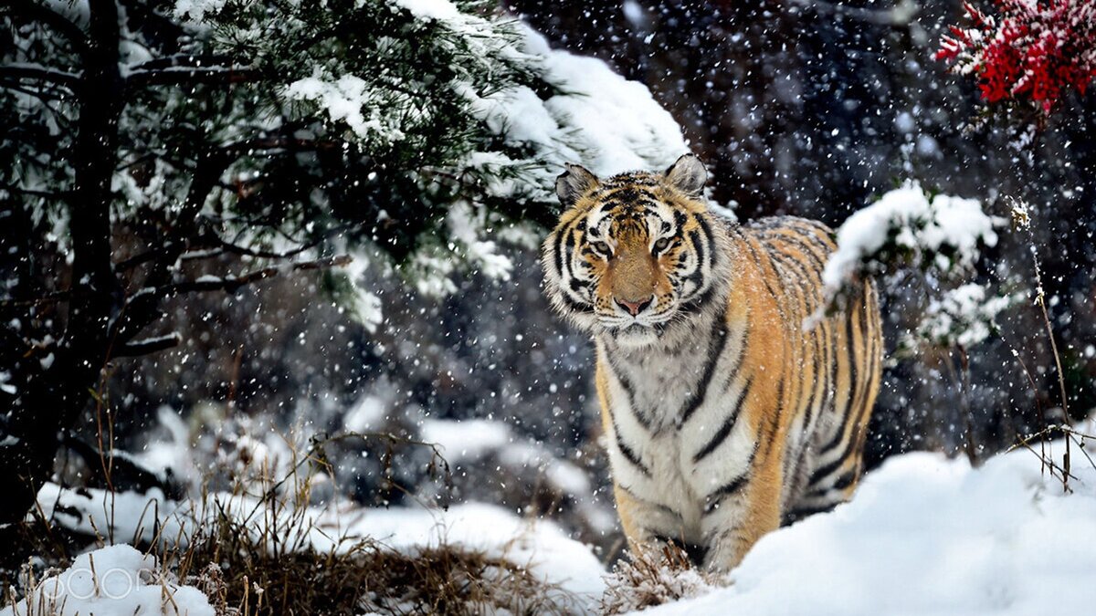    В Хабаровском крае тигр повадился ночами гулять по селу