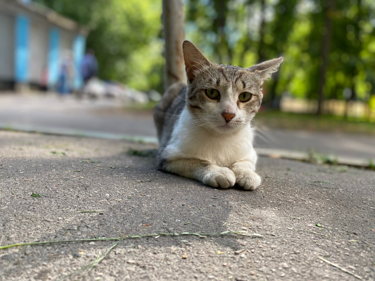 Вася. Начало 