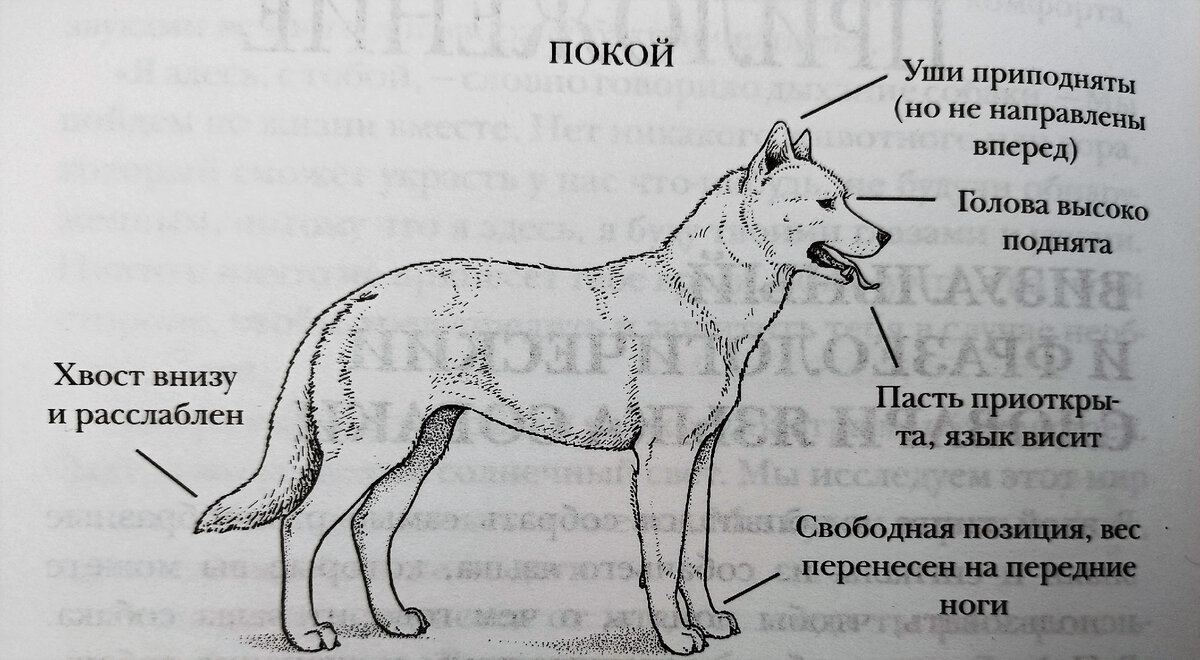 Собирается ли собака нападать? Как это понять. | Склерозник реалиста | Дзен