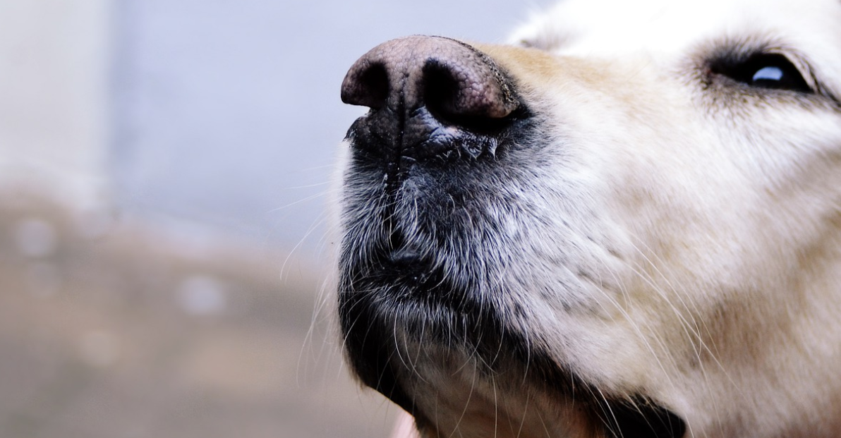 Со псом видео. Максим максимов пес 1 сезон. Никита панфилов в фильме пес. Немецкая овчарка мухтар. Псы под прикрытием фильм.
