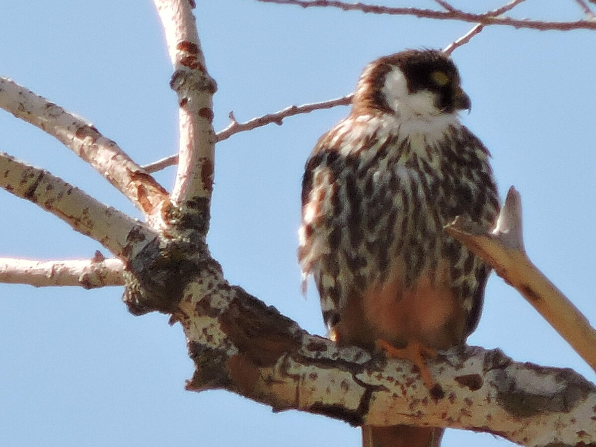 авторское  фото. 