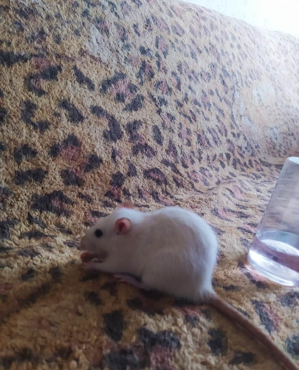 Крысы постоянно что - то грызут