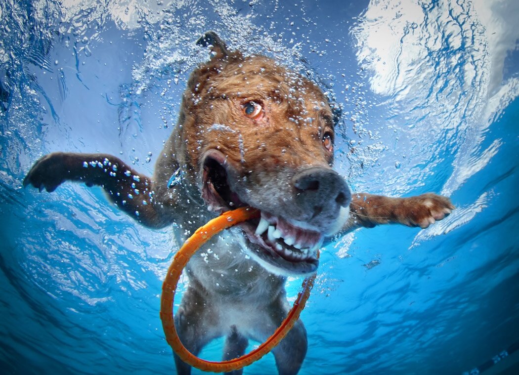 Все собаки умеют плавать с рождения: разбираем правду или миф?