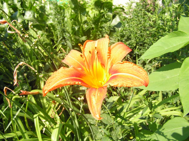 цветы-радость жизни. Посмотришь на них и ни какие добавки в пищу не страшны