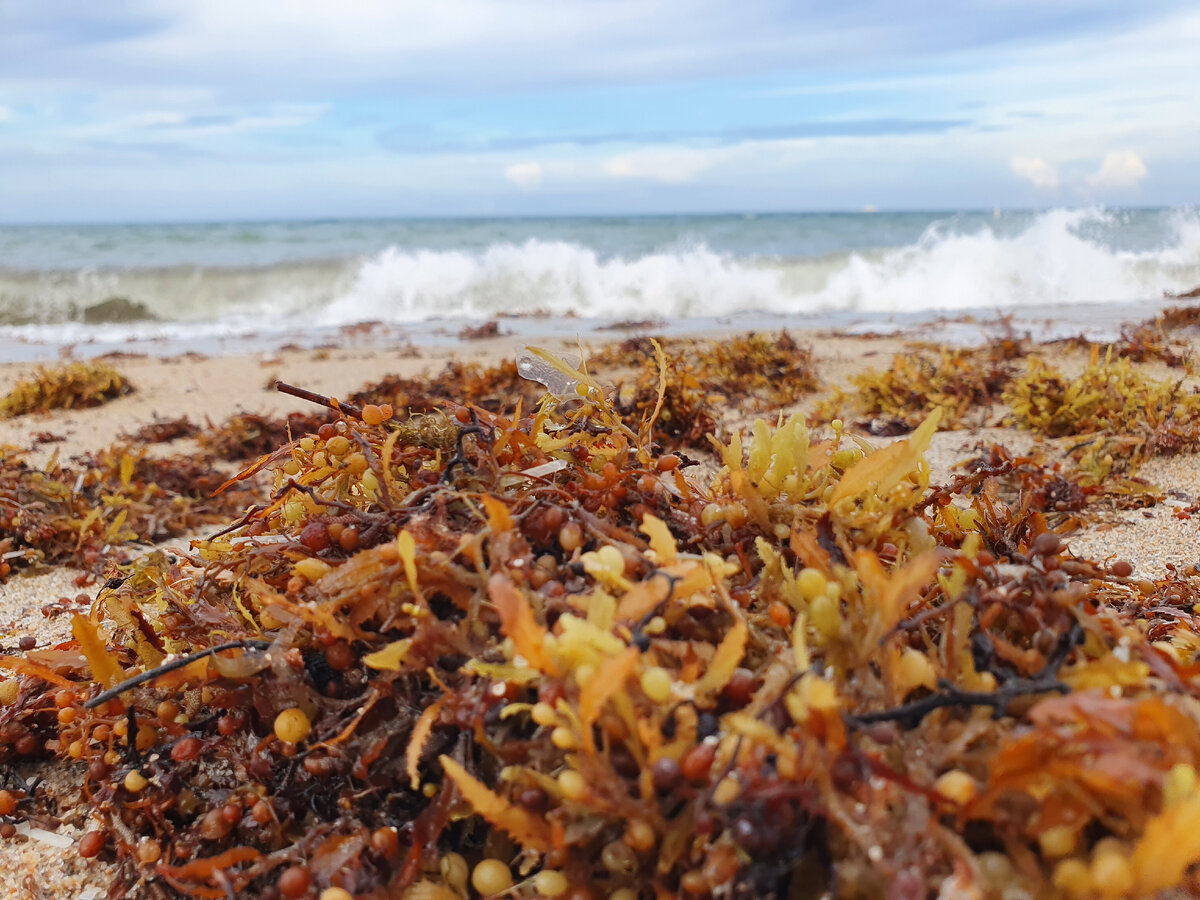 Водоросли вблизи