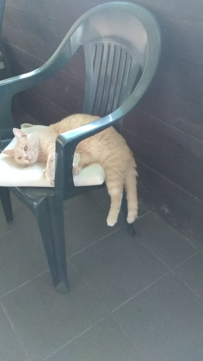 Котофей, из собственного архива.