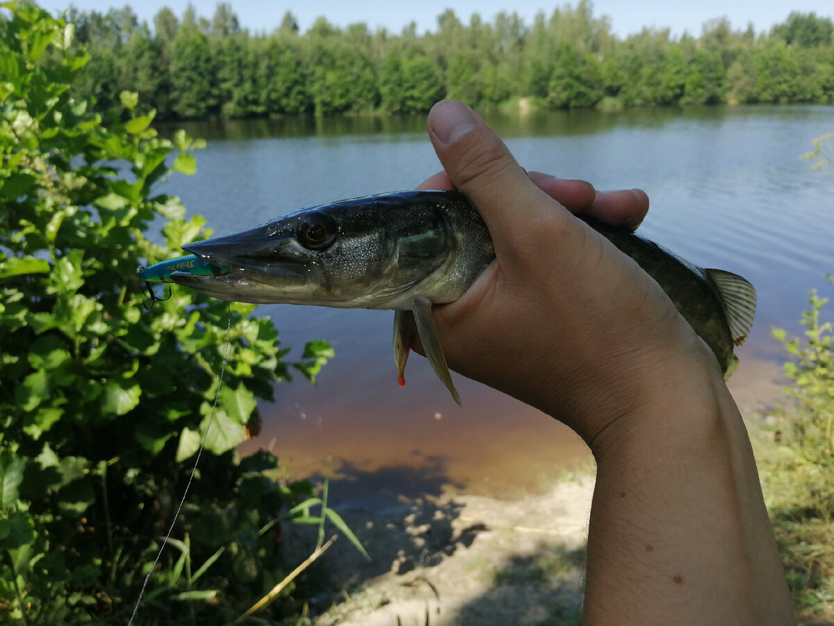 Когда то очень давно поймал первую щучку на этот воблерок. Пока еще не оторвал, но и особо на него не ловлю. 