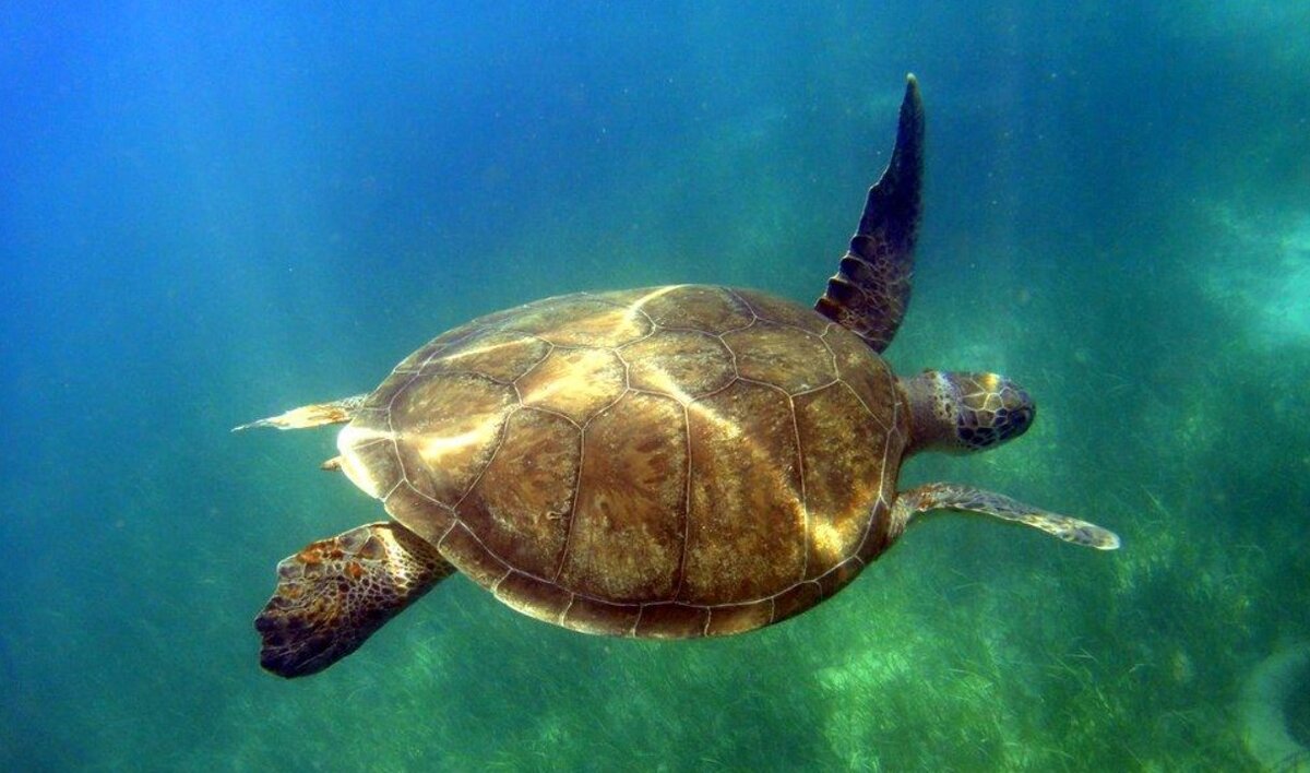 Мясо морских черепах. Морские черепахи Каретта Каретта. Чем питается Каретта. Доклад морские черепахи каретту в живой природе. Кадка черепах в Греции как узнают.