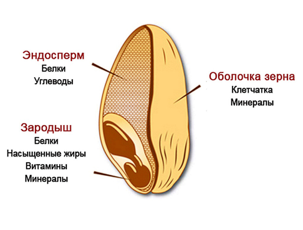 Лецитиновые зерна в секрете простаты