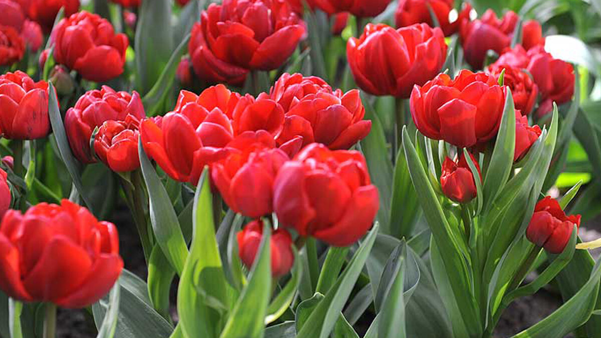 Как и когда выкапывать тюльпаны?