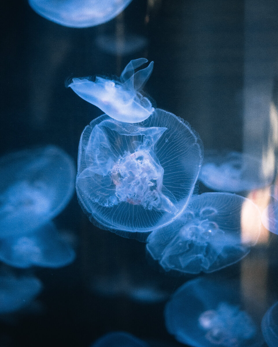 10 удивительных фактов о медузах, о которых вы не знали